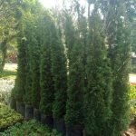 Jual Pohon Cemara Lilin Ukuran Bibit dan Besar Hingga tinggi 3 meter