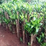Jual Pohon Hanjuang Hijau (dracaena) Harga Murah Siap Kirim