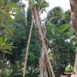 Harga Kamboja Fosil Ukuran Besar: Pilihan Elegan untuk Taman