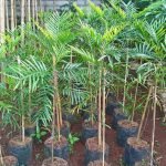 Harga Pohon Kiara Puyung