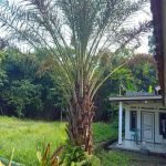 Jual Pohon Kurma Ukuran Besar 2 - 4 Meter Harga Murah Palem Kurma