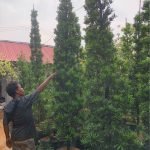Harga Pohon Lohansung