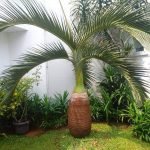 Harga Pohon Palem Botol