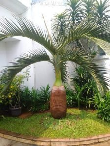 Harga Pohon Palem Botol