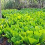 Harga Pohon Palem Kipas
