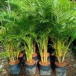 Jual Pohon Palem Kuning Ukuran Bibit dan Besar Untuk Indoor dan Outdoor