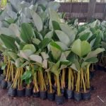Jual Pohon Pisang Calathea Harga Terbaru Siap Kirim Ke Seluruh Wilayah di Indonesia