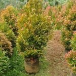 Jual Pohon Pucuk Merah Tinggi 1 - 3 Meter Harga Mulai Rp.125.000an