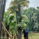 Harga Pohon Randu Murah
