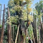 Harga Pohon Randu Varigata