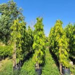 Harga Pohon Glodokan Tiang