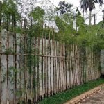 Jual Pohon Bambu Jepang Harga Murah Siap Kirim