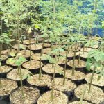 Jual Bibit Pohon Kelor Afrika | Harga Bibit Kelor Afrika Moringa