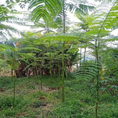 Jual Pakis Brazil