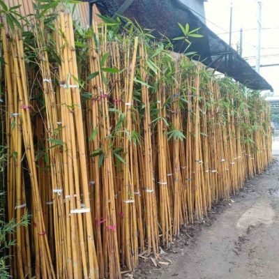 Jual Pohon Bambu Hias