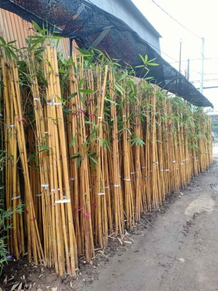 Jual Pohon Bambu Hias