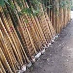 Jual Pohon Bambu Kuning Hias Untuk Pagar Halaman Harga Murah
