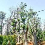 Jual Pohon Baobab Kaki Gajah Harga Terbaru Ukuran Besar