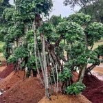 Jual Pohon Beringin Korea
