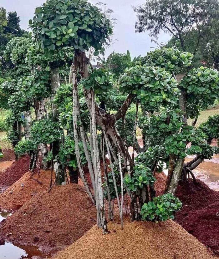 Jual Pohon Beringin Korea