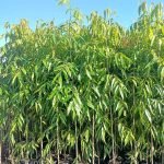 Jual Pohon Glodokan Tiang Ukuran Bibit dan Besar Harga Murah