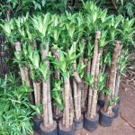 Jual Pohon Hanjuang Hijau (dracaena) Harga Murah Siap Kirim