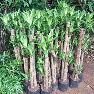 Jual Pohon Hanjuang Hijau