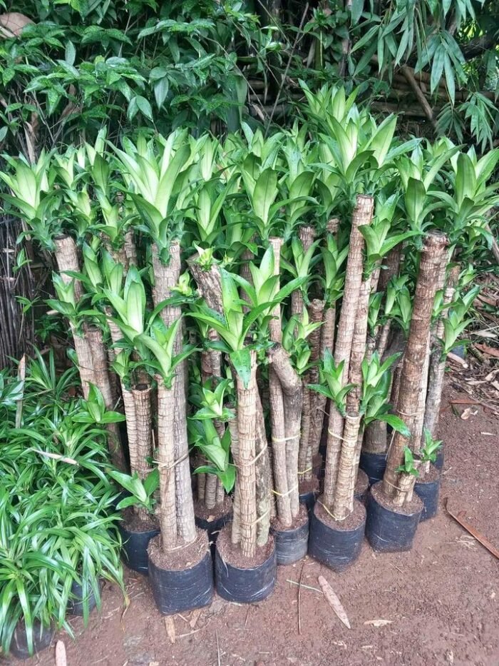 Jual Pohon Hanjuang Hijau