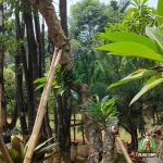 Harga Kamboja Fosil Ukuran Besar: Pilihan Elegan untuk Taman