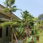 Jual Pohon Ketapang Kencana Tinggi 4 Meter Diameter Batang 10