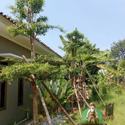Jual Pohon Ketapang Kencana