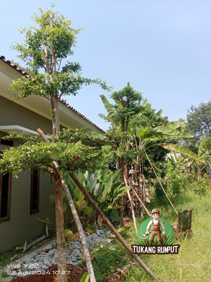 Jual Pohon Ketapang Kencana