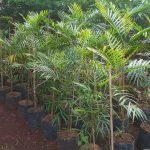 Harga Pohon Kiara Payung Bibit dan Ukuran Besar