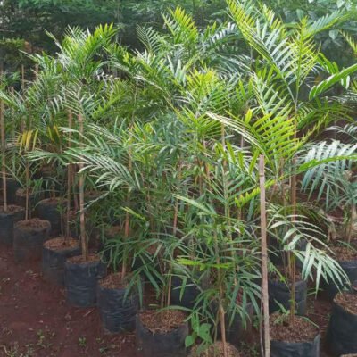 Jual Pohon Kiara Payung