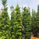 Jual Pohon Lohansung Harga Murah Siap Kirim Ukuran Besar dan Bibit