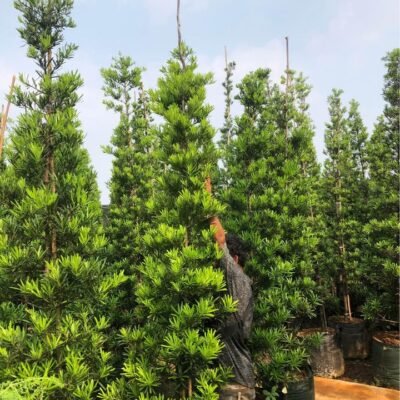 Jual Pohon Lohansung
