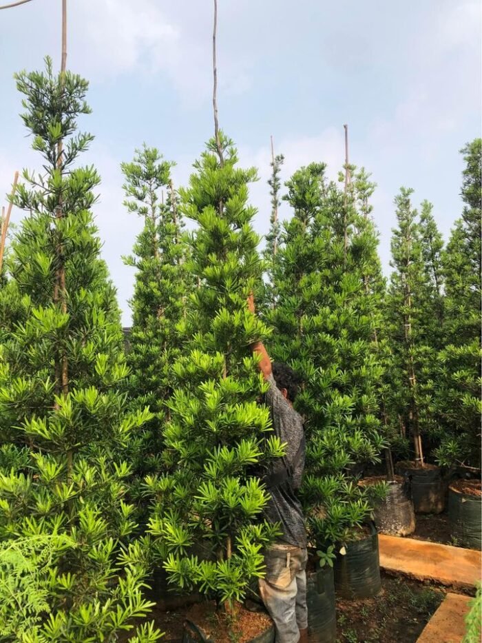 Jual Pohon Lohansung