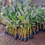 Jual Pohon Pisang Calathea Harga Terbaru Siap Kirim Ke Seluruh Wilayah di Indonesia