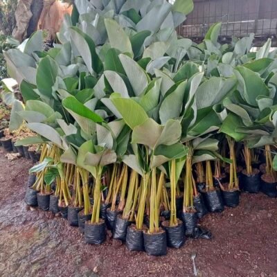 Jual Pohon Pisang Calathea Harga Terbaru Siap Kirim Ke Seluruh Wilayah di Indonesia