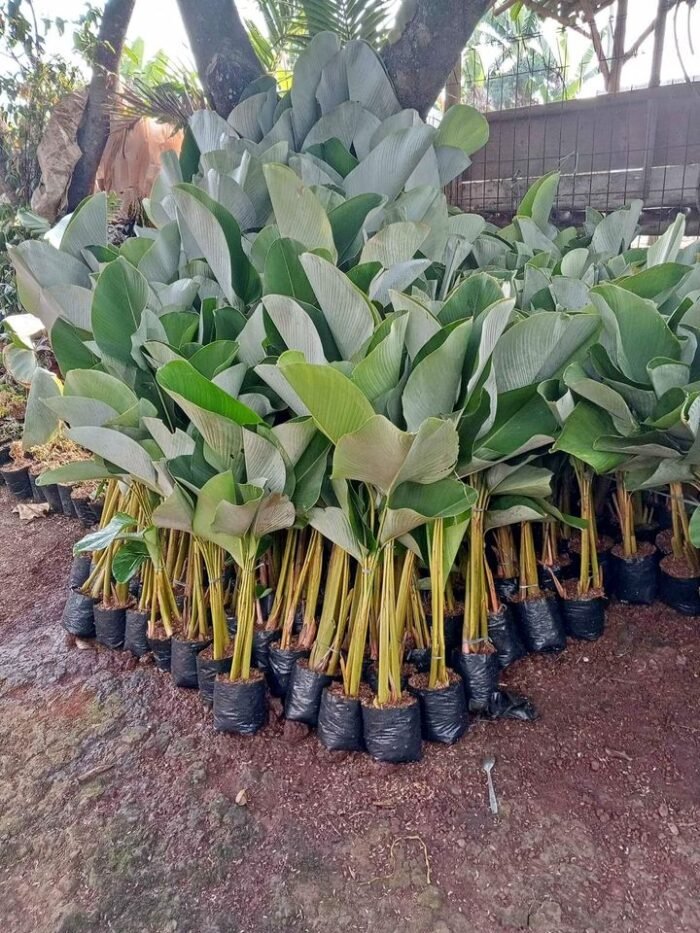 Jual Pohon Pisang Calathea Harga Terbaru Siap Kirim Ke Seluruh Wilayah di Indonesia