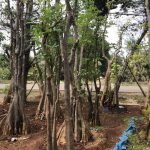 Jual Pohon Pule Air