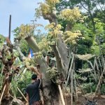 Jual Pohon Randu Varigata Harga Terbaru Bonsai Kapuk Putih
