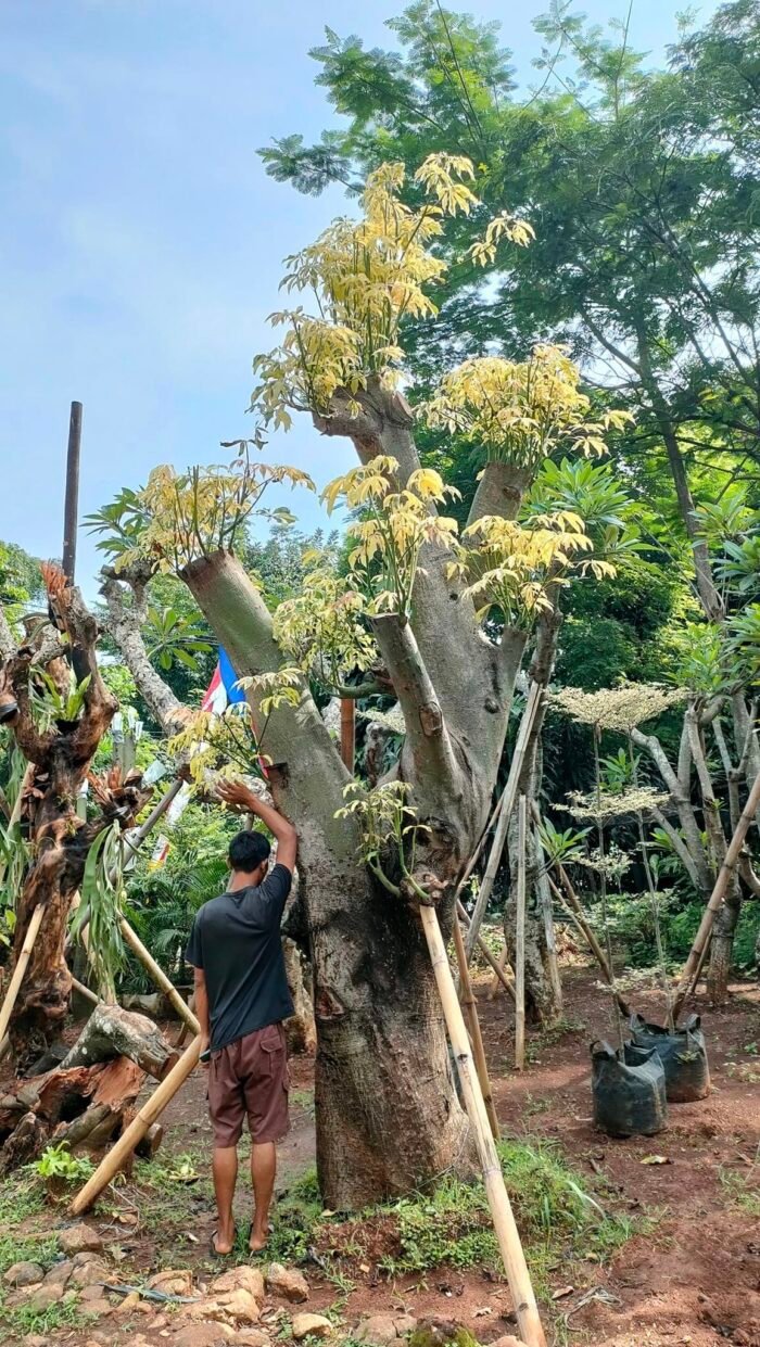 Jual Randu Varigata