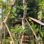 Harga Kamboja Fosil Ukuran Besar: Pilihan Elegan untuk Taman