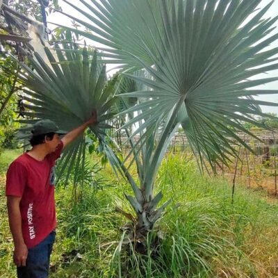 Palem Bismarkia