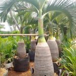 Jual Pohon Palem Botol Harga Murah Mulai Bibit dan Ukuran Besar