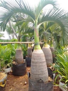 Palem Botol