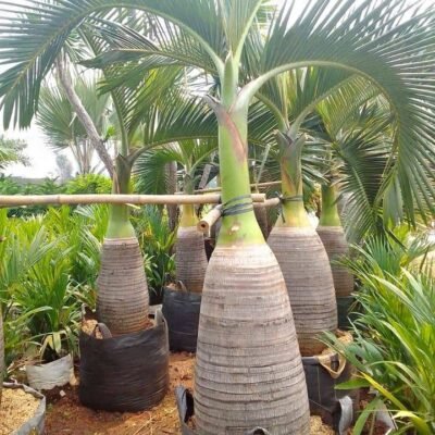 Palem Botol