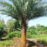 Jual Pohon Palem Kenari Harga Murah Siap Kirim Ukuran Besar