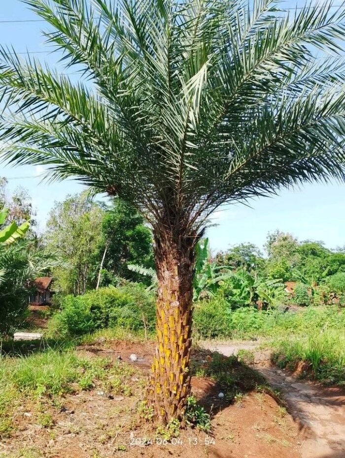 Palem Kenari Silver